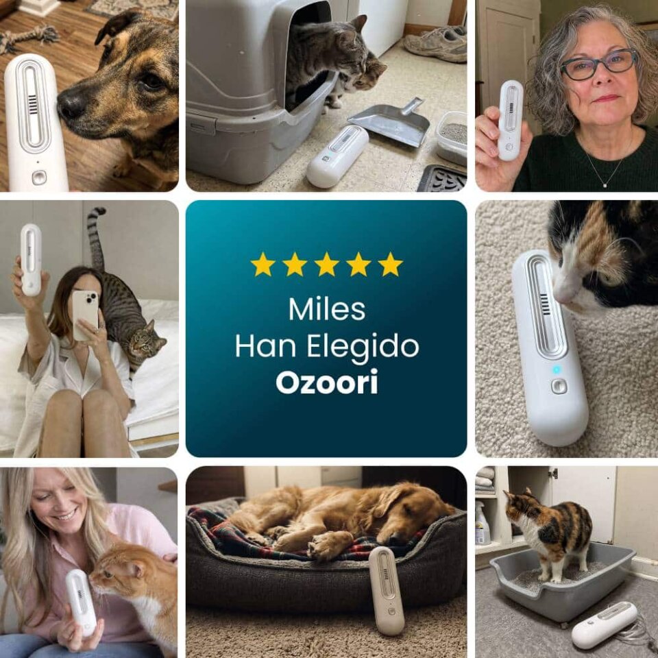 Ozoori image